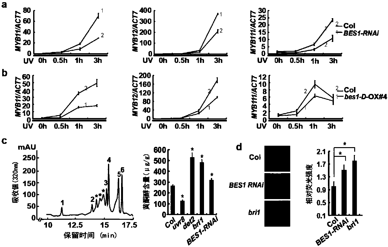 Gene for regulating flavonoid synthesis and ultraviolet resistance of plants and application of gene