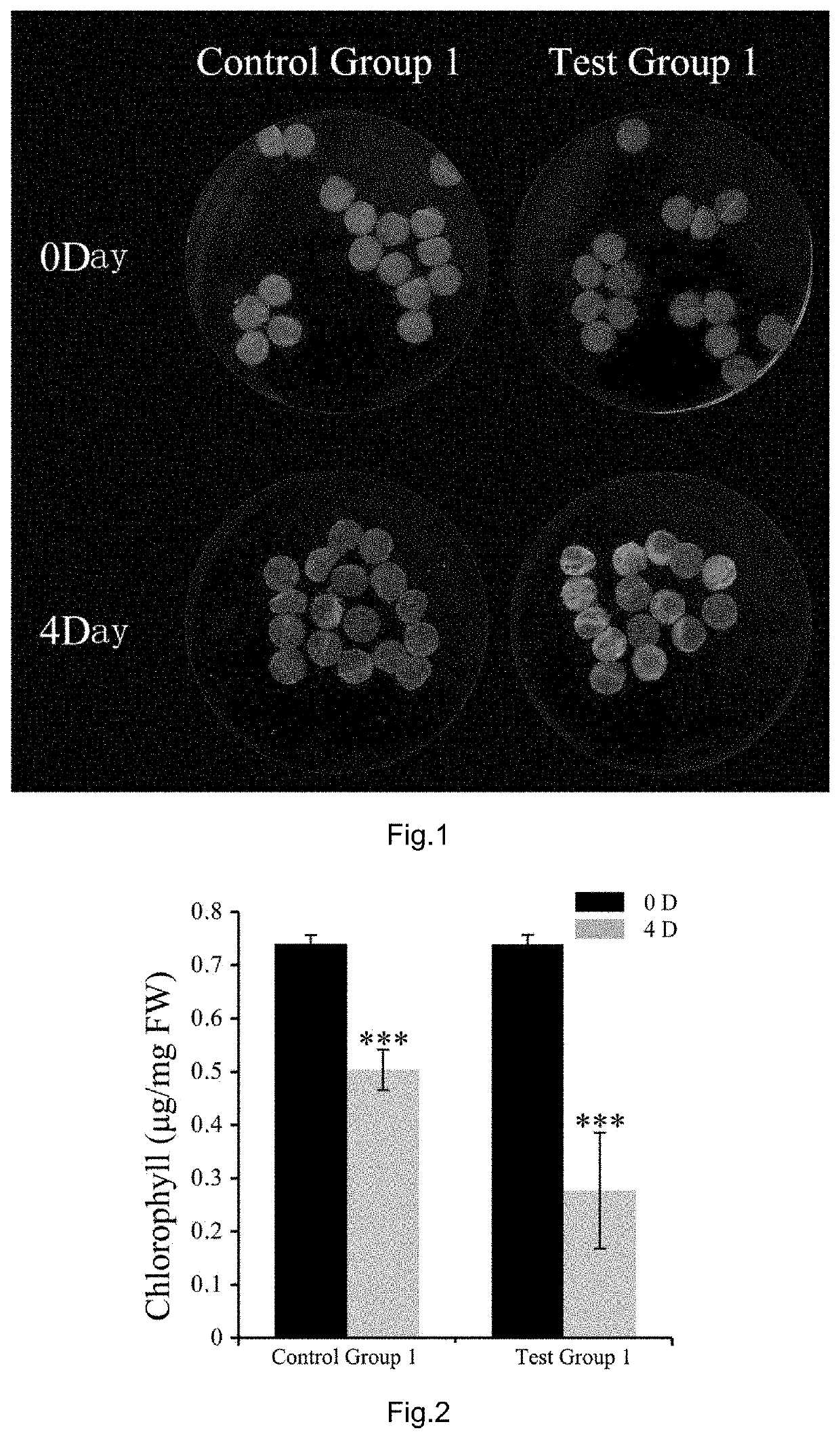 Idl6 mature polypeptide plant aging promoter, and preparation method and application thereof