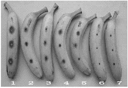 Burkholderia cepacia SD7 and culturing method and application thereof