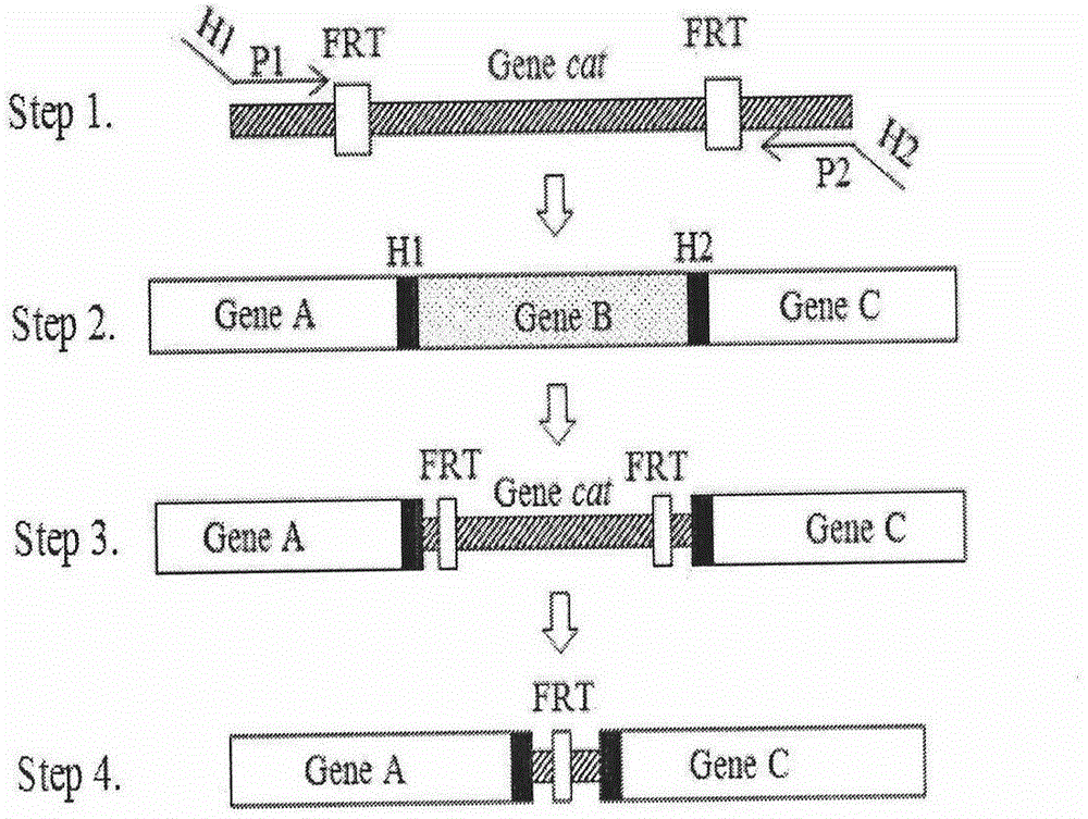 Escherichia coli for detecting lead