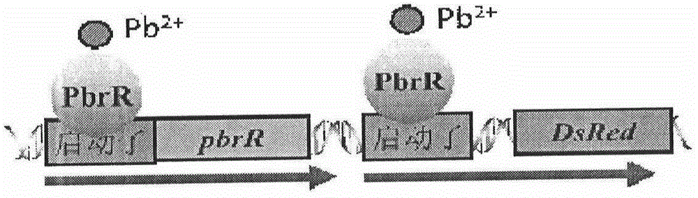 Escherichia coli for detecting lead