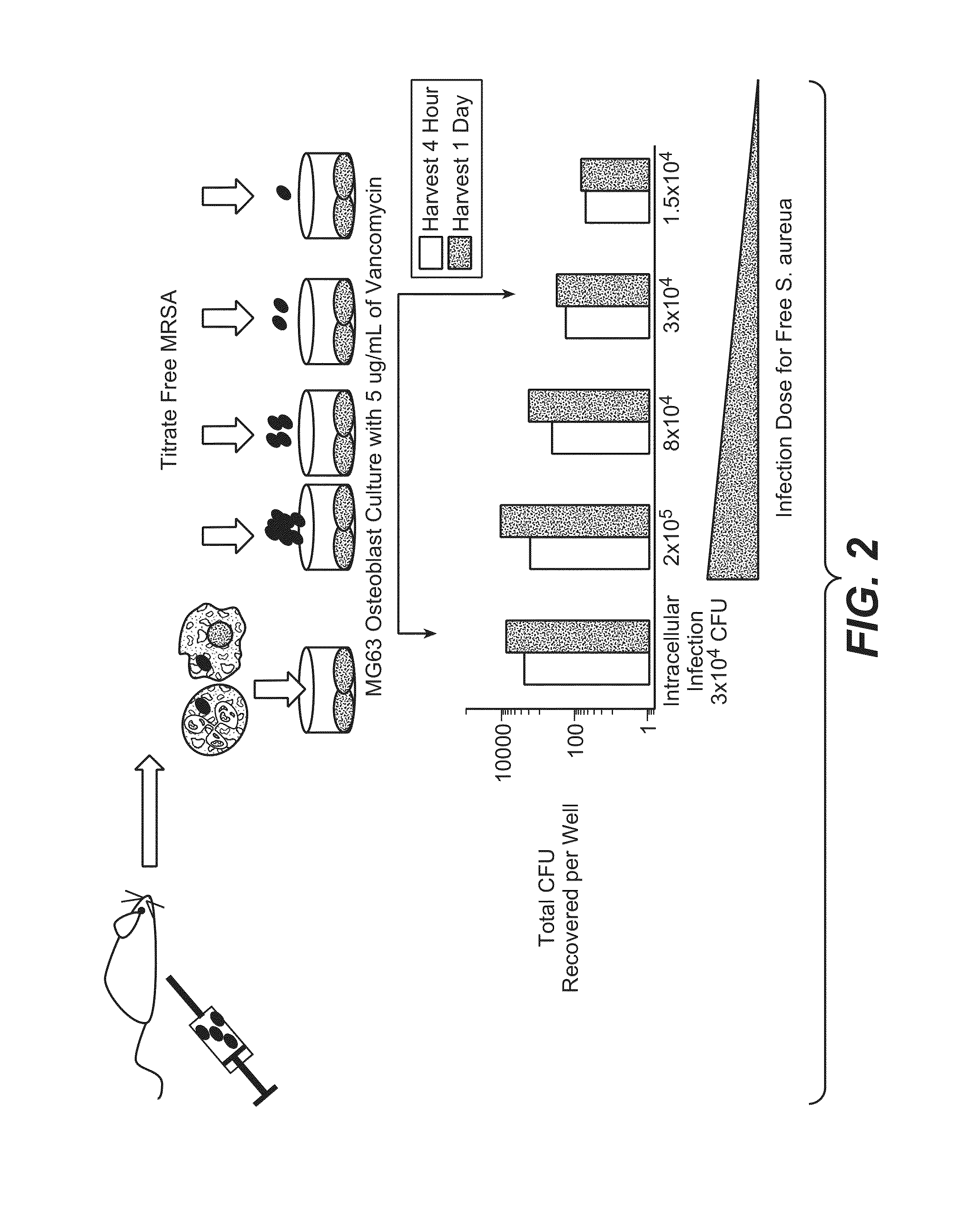 Anti-wall teichoic antibodies and conjugates