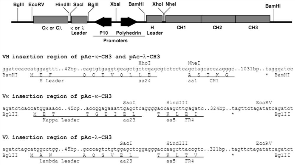 Novel coronavirus detection kit