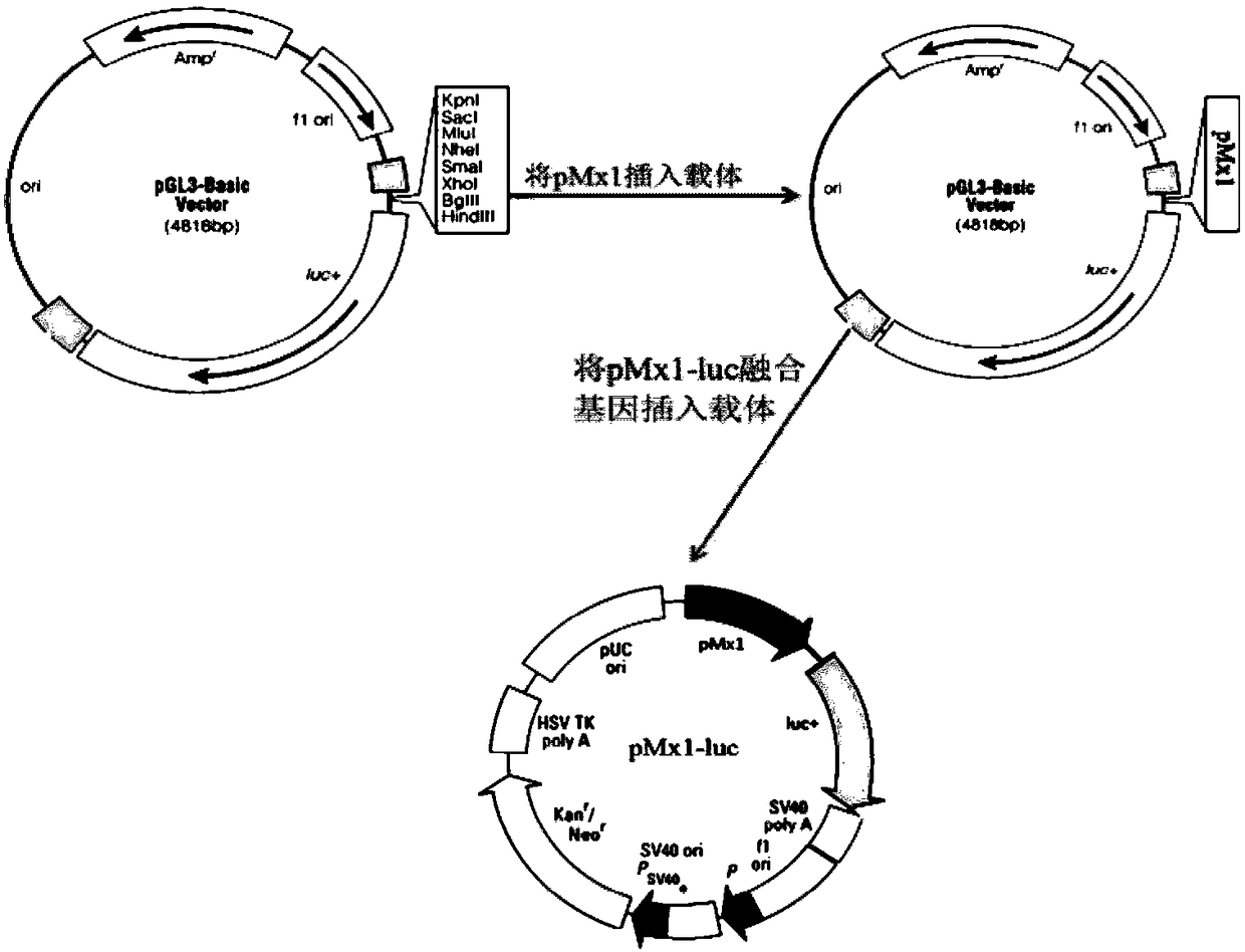 Method of detecting biological activity of bovine interferon alpha by luciferase reporter gene process