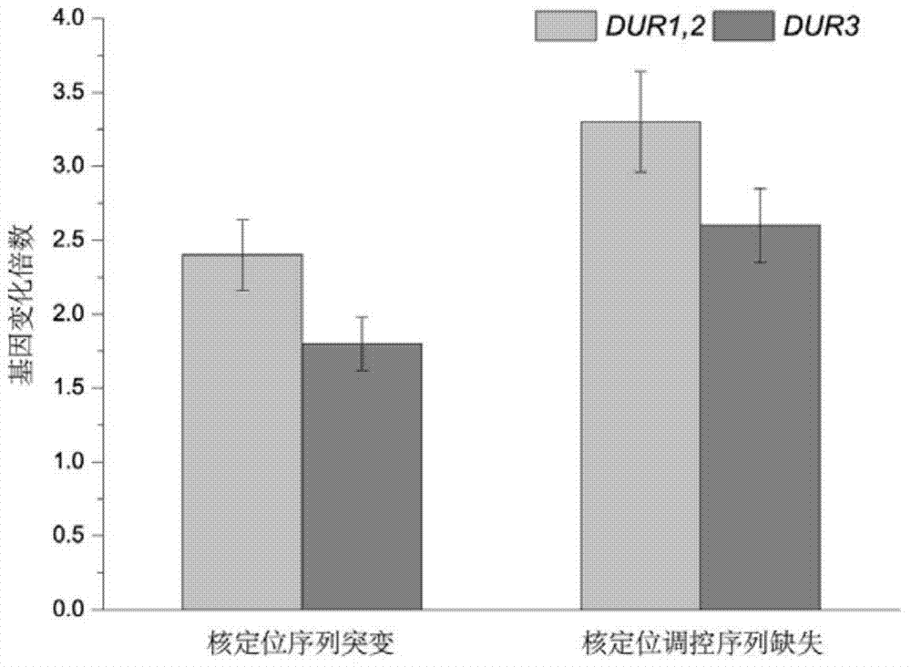 Saccharomyces cerevisiae engineering bacteria with low-yielding ethyl carbamate, and building method and application of saccharomyces cerevisiae engineering bacteria