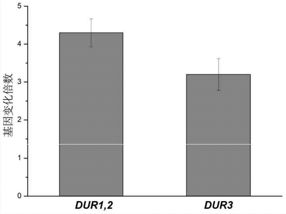 Saccharomyces cerevisiae engineering bacteria with low-yielding ethyl carbamate, and building method and application of saccharomyces cerevisiae engineering bacteria