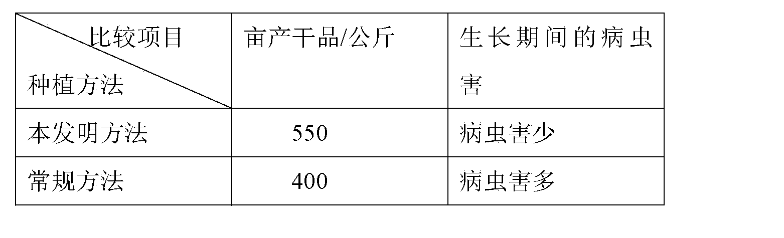 Method for planting Chinese angelica