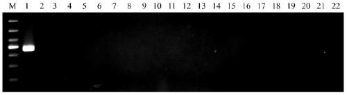 Aspergillus oryzae pcr detection primer and its application