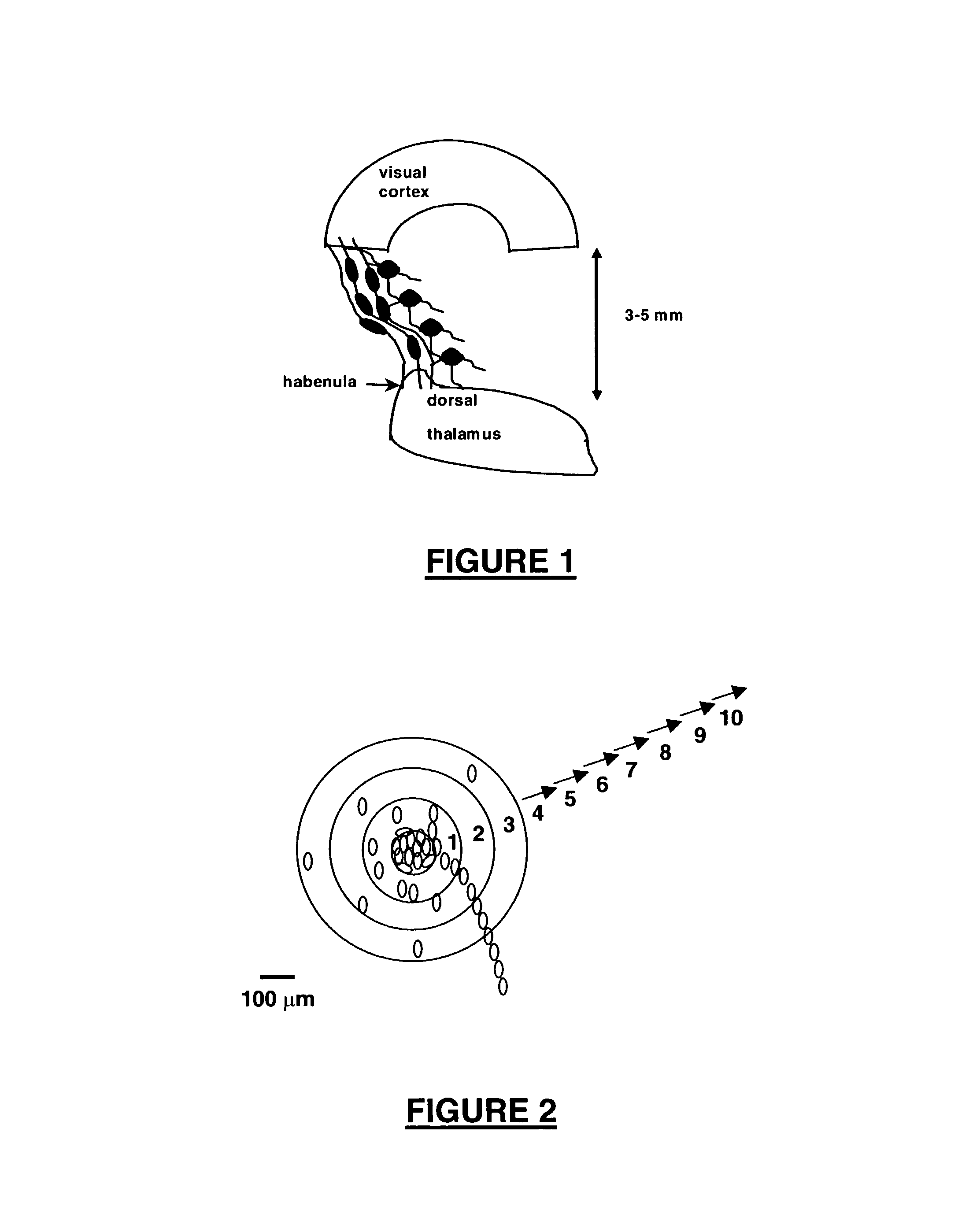 Neural regeneration peptides and methods for their use in treatment of neural injury or degeneration