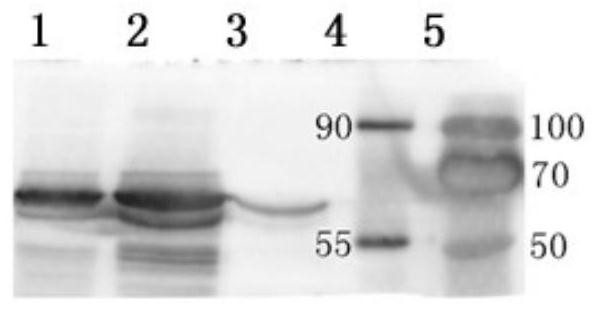 Feline infectious rhinoconjunctivitis and feline panleukopenia dual vaccine and preparation method thereof