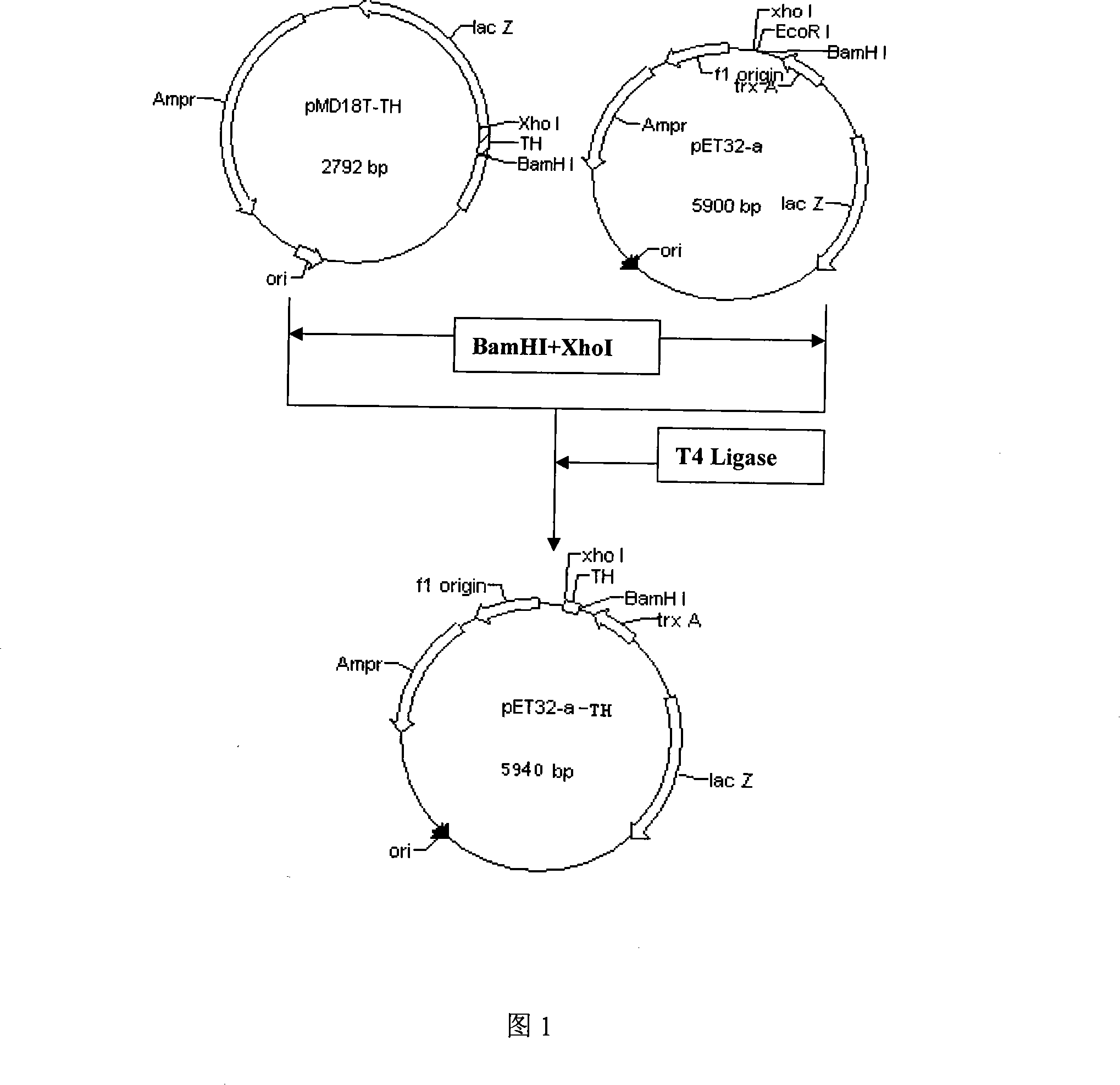 Insect antimicrobial peptide Thanatin and method for producing deletion mutant thereof