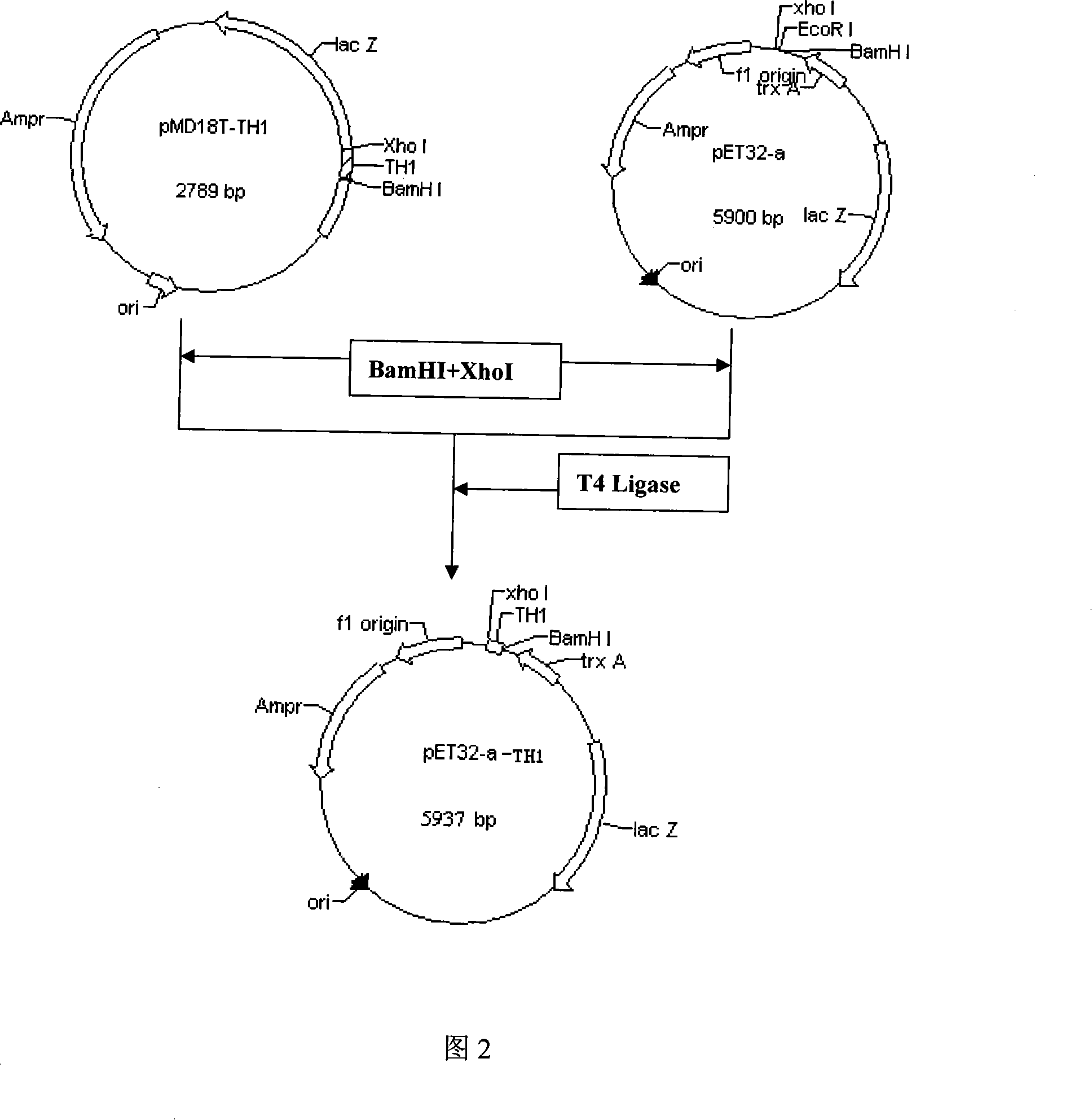 Insect antimicrobial peptide Thanatin and method for producing deletion mutant thereof