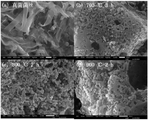 A preparation method of porous nitrogen-doped carbon material based on fungal biomass and application thereof