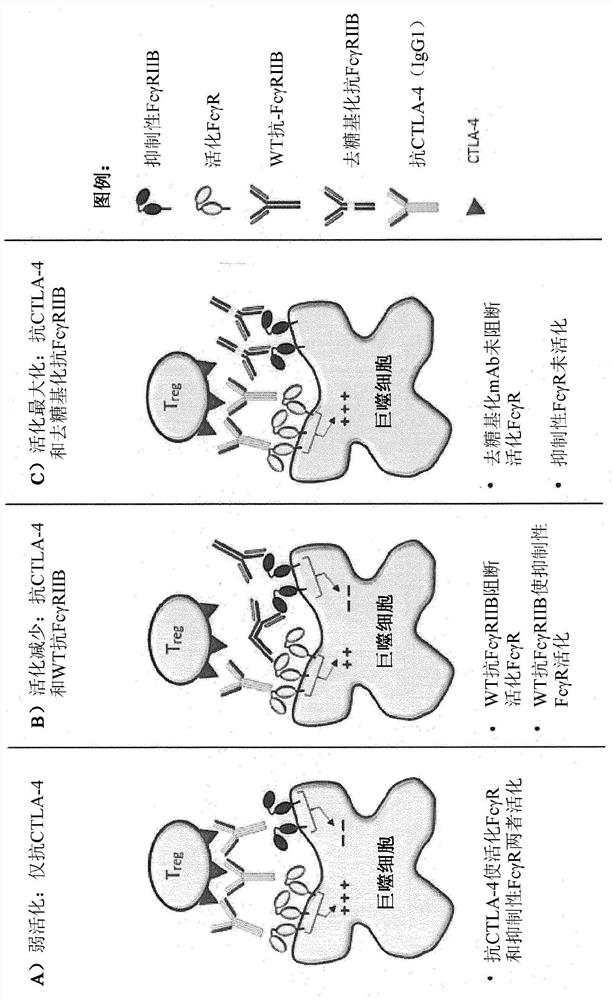 Novel combination and use of antibodies