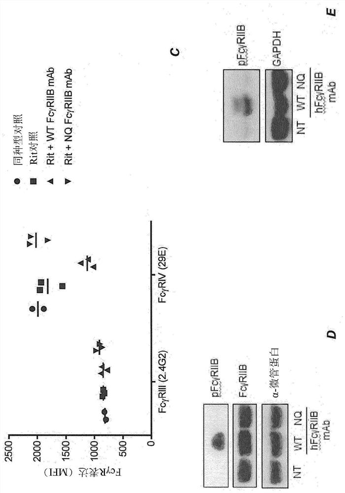 Novel combination and use of antibodies