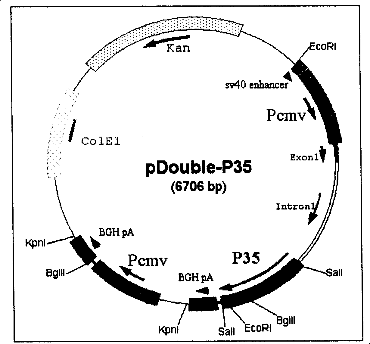 IL-12 expression carrier as well as eukaryotic cell strain expressed thereby and uses thereof