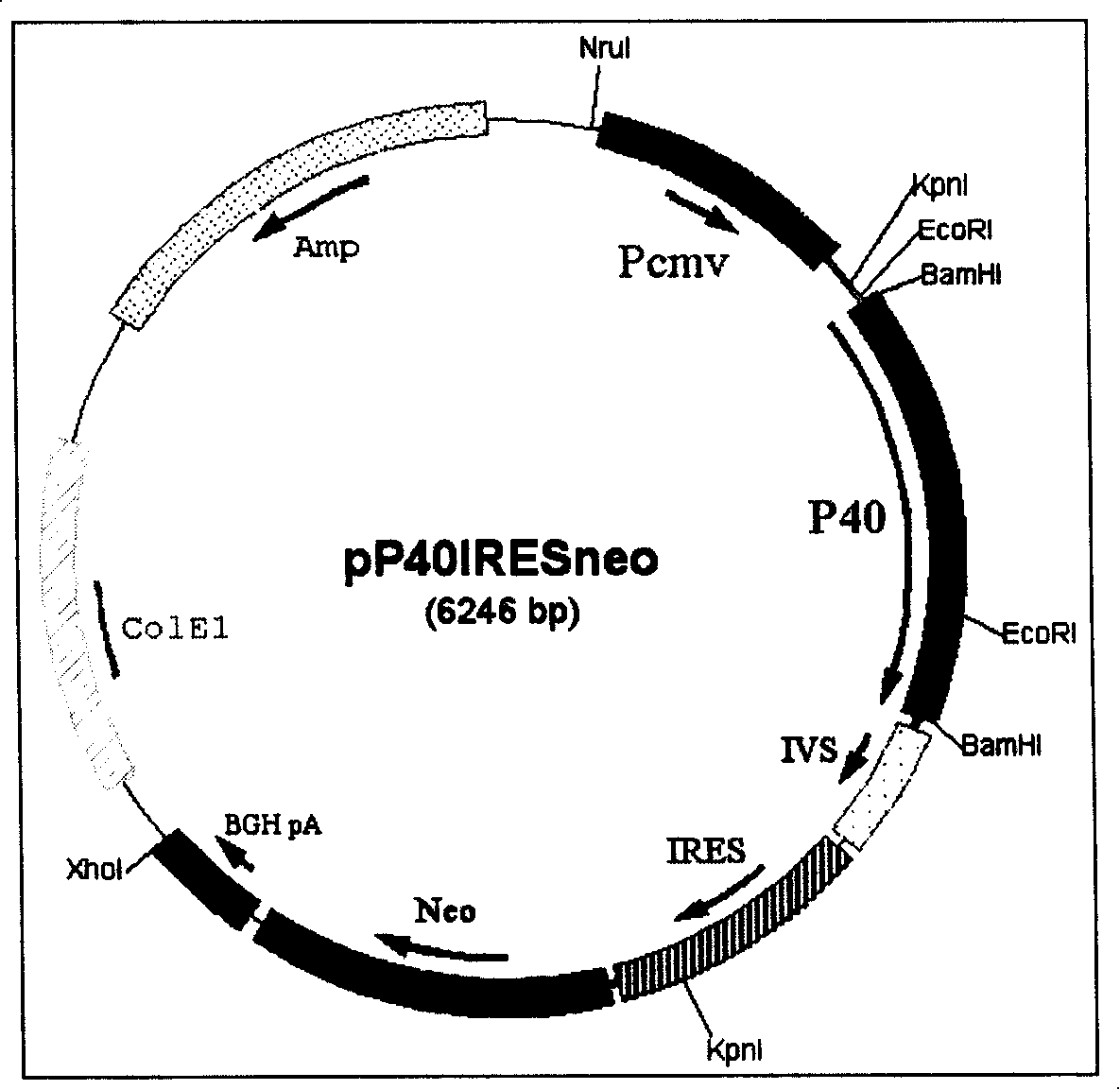 IL-12 expression carrier as well as eukaryotic cell strain expressed thereby and uses thereof