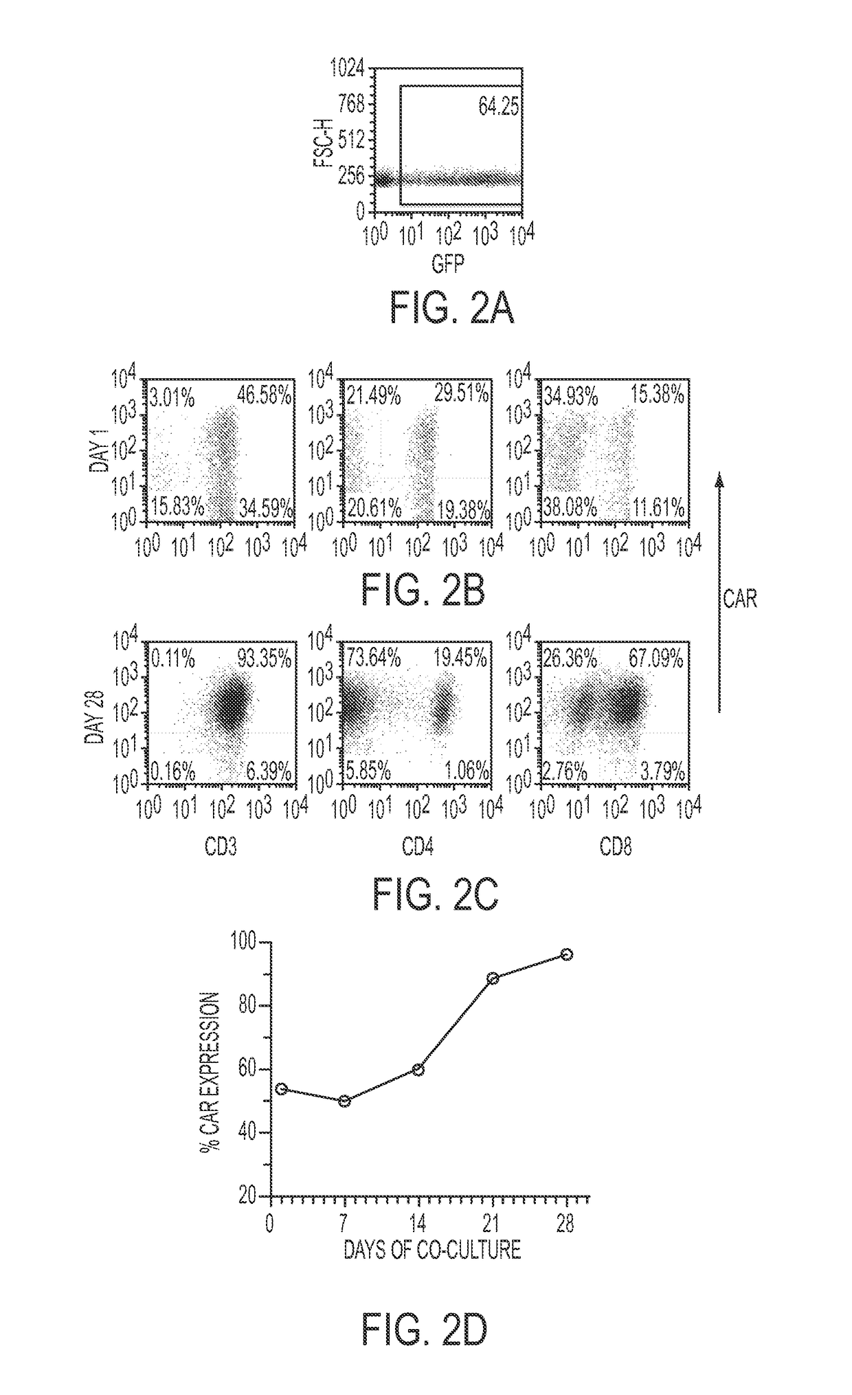 Human application of engineered chimeric antigen receptor (CAR) T-cells