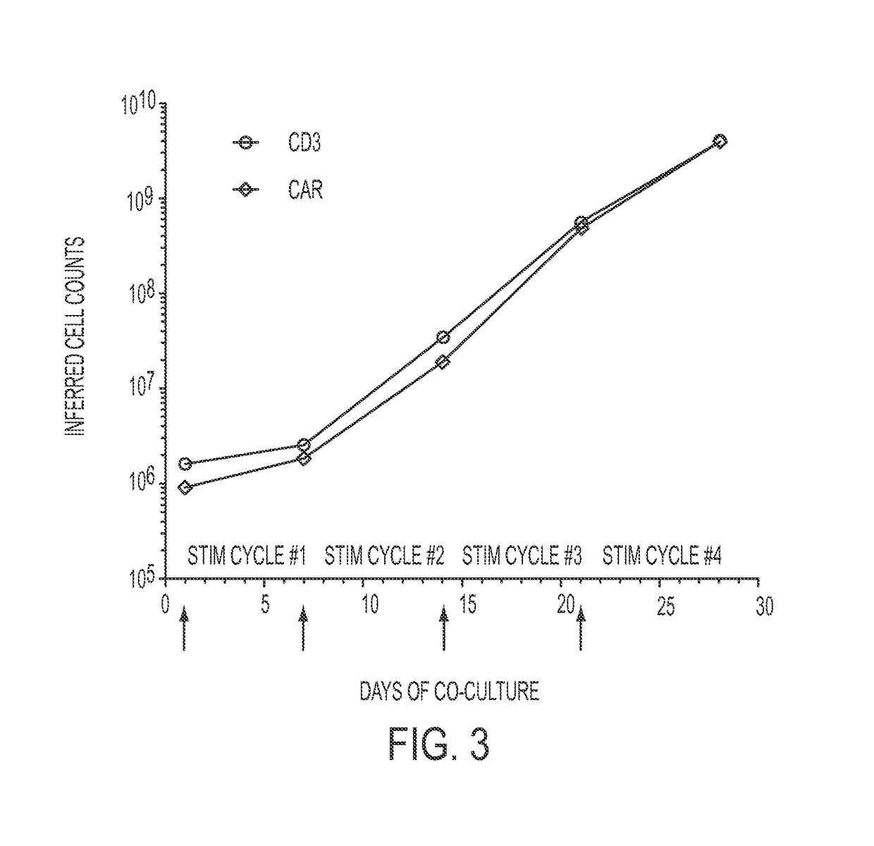 Human application of engineered chimeric antigen receptor (CAR) T-cells