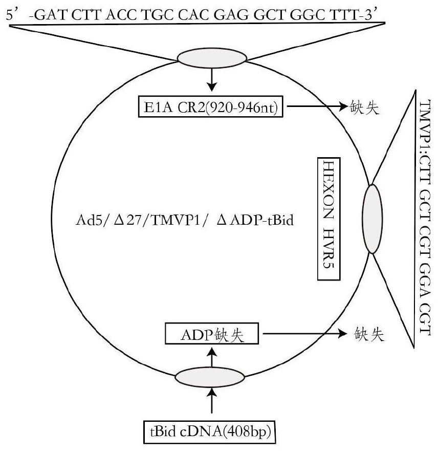 Oncolytic adenovirus recombinant carrying TMVP1 and tBid as well as construction method and application of oncolytic adenovirus recombinant