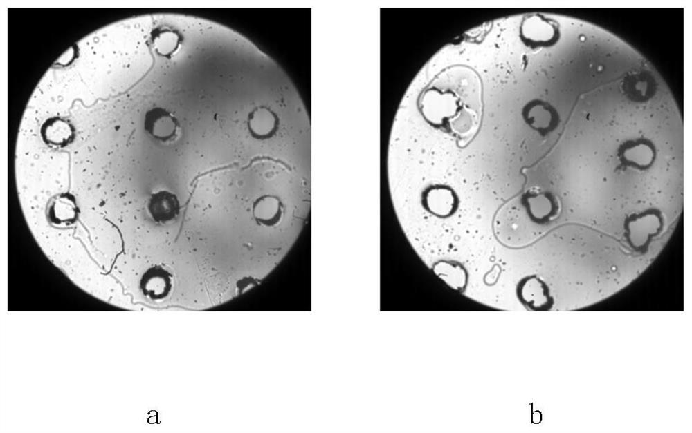 Air-permeable flexible skin electrochemical sensor, preparation method of air-permeable flexible skin electrochemical sensor, and application