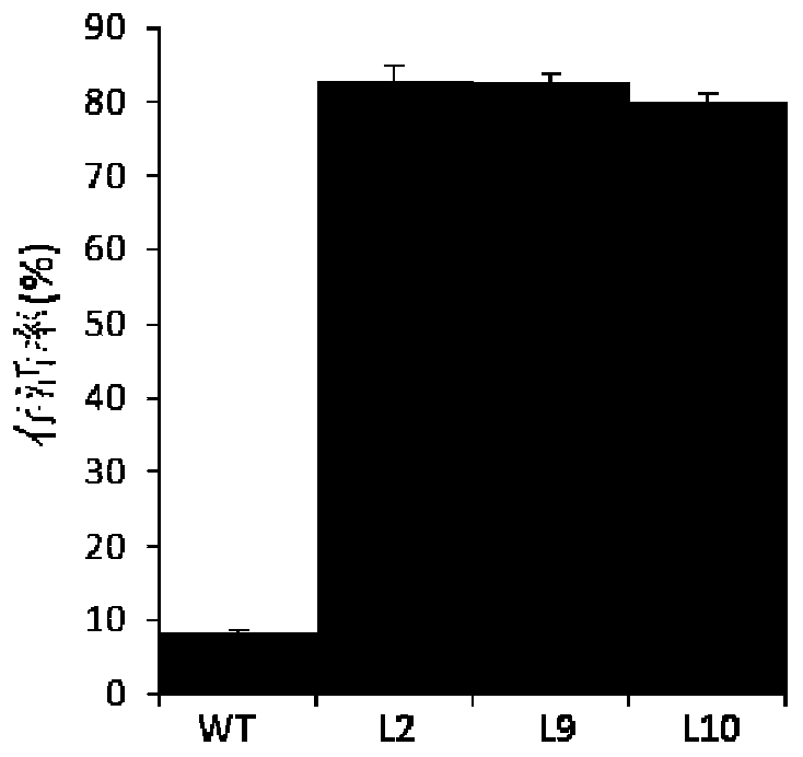 Protein CkWRKY33 and coding gene and application thereof