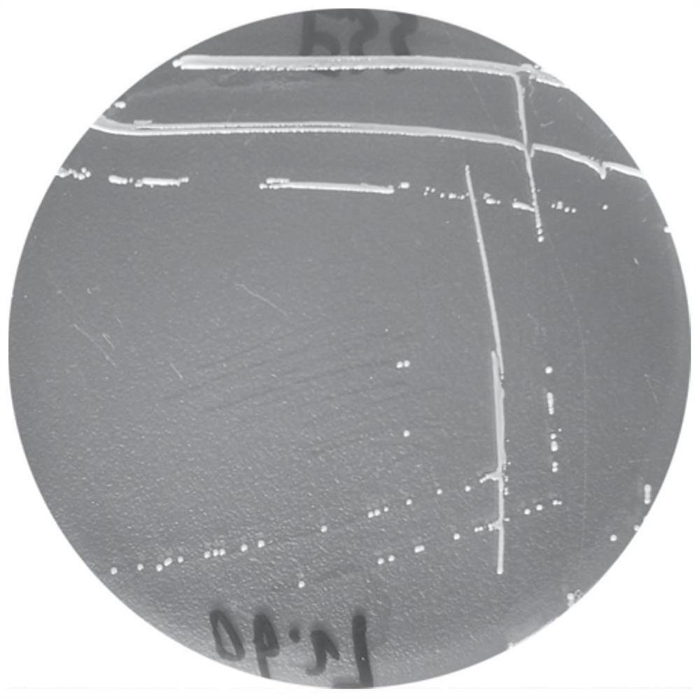 Lactobacillus salivarius NHE-LsE33 and application thereof