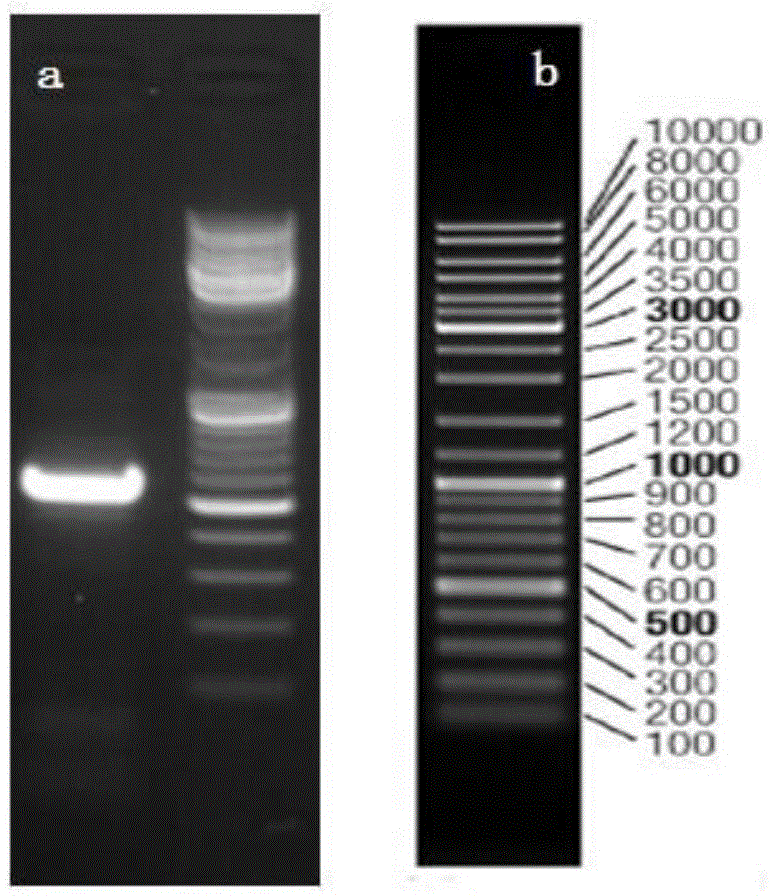 Fungus strain with Alzheimer's disease treating function and application of fungus strain