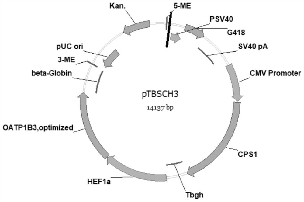 Cell Anti-Stress Gene Fragments and Modified Hepg2 Cells