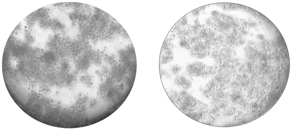 Cell Anti-Stress Gene Fragments and Modified Hepg2 Cells