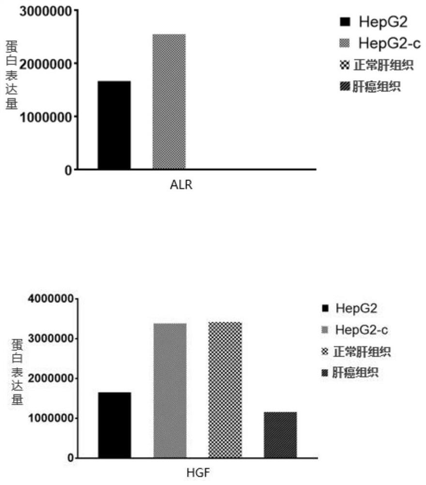 Cell Anti-Stress Gene Fragments and Modified Hepg2 Cells