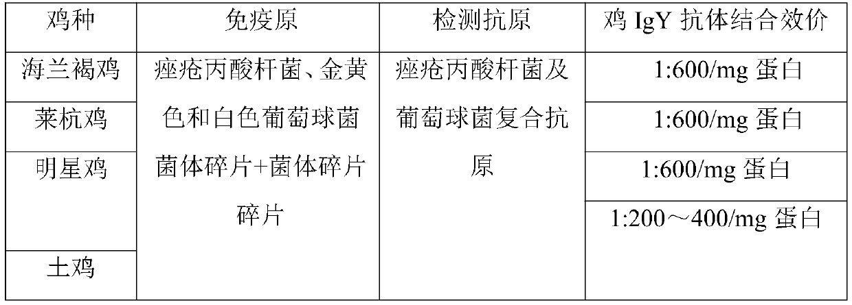 Preparation method of composite IgY antigen against propionibacterium acnes and staphylococcus and application of composite IgY antigen