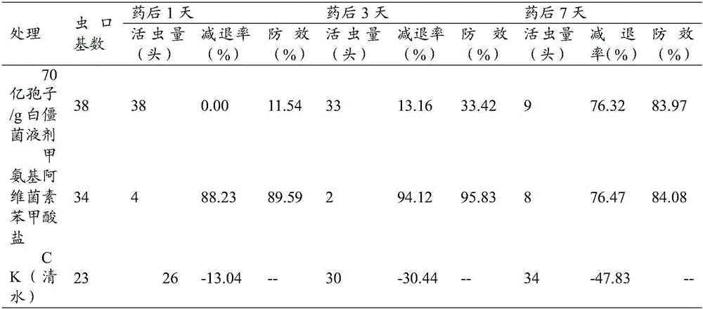 Application and method for controlling asparagus prodenia litura by utilizing beauveria bassiana