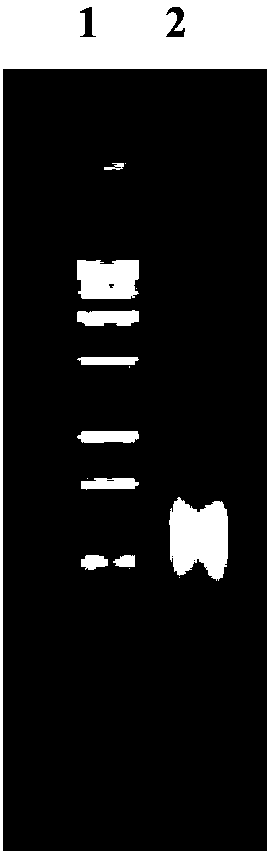 Human rotavirus Delta VP8* subunit recombinant protein and application thereof