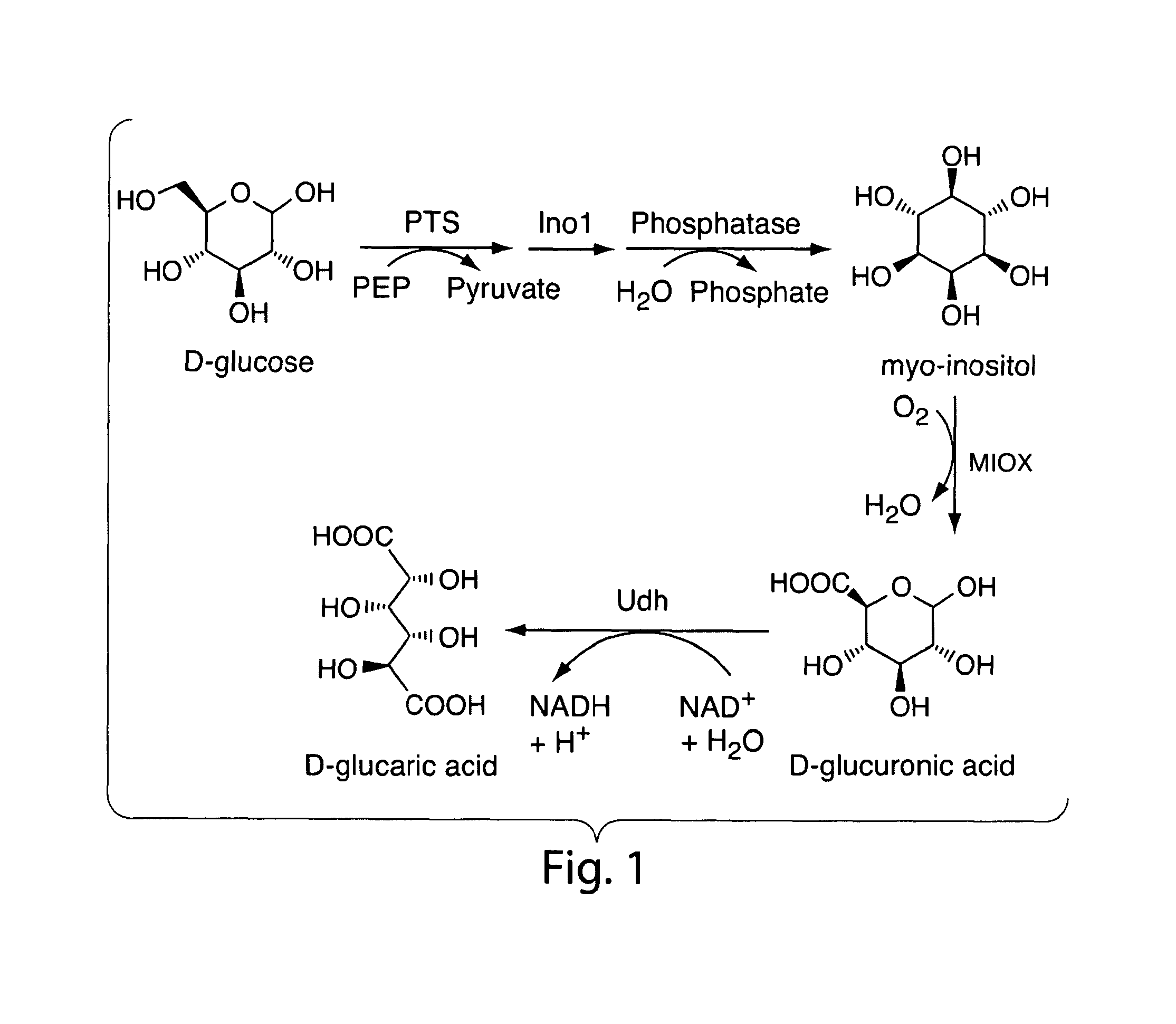 Cellular production of glucaric acid through recombinant expression of uronate dehydrogenase and myo-inositol oxygenase