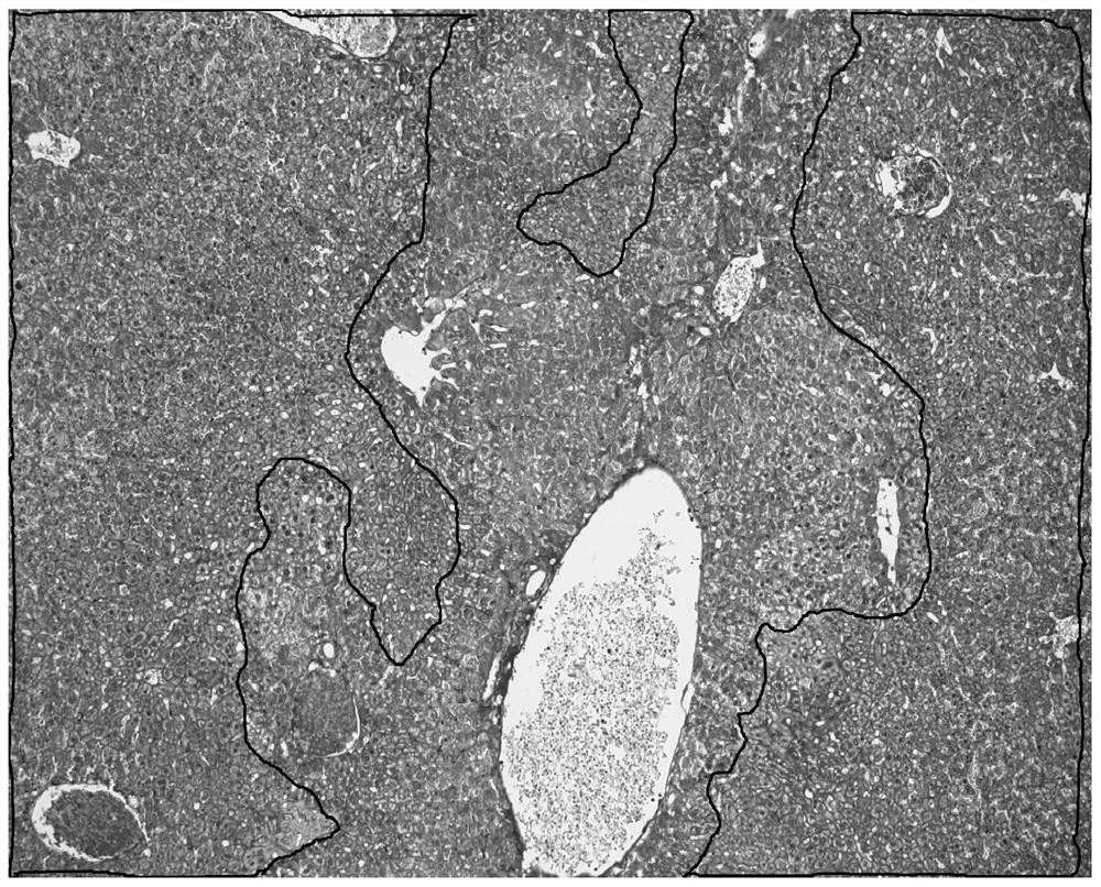 A method for staining apoptotic cells