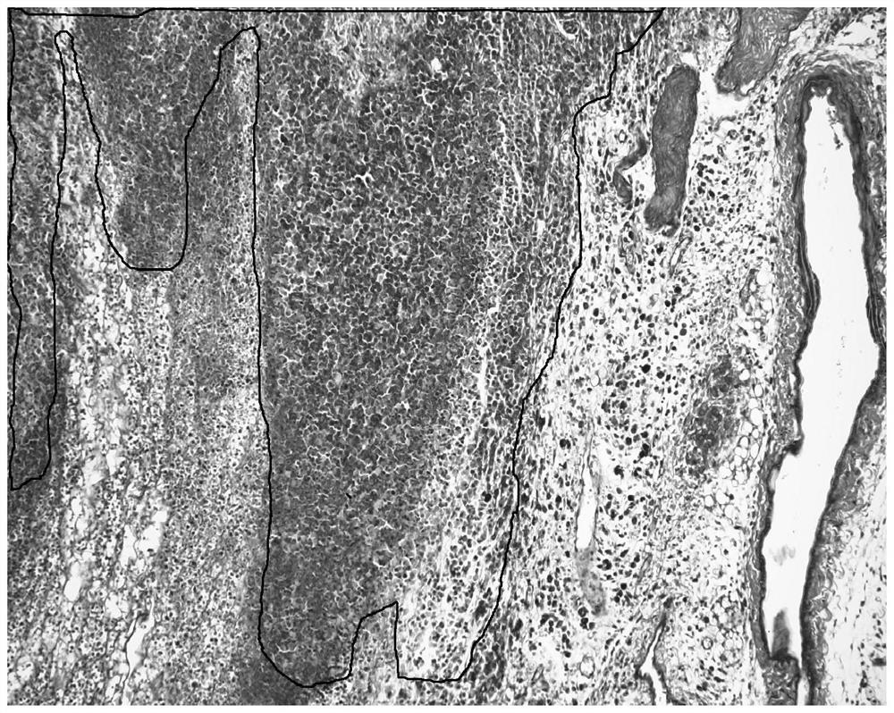 A method for staining apoptotic cells