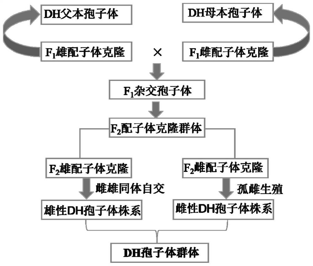 Method for constructing double haploid (DH) sporophyte population in undaria pinnatifida