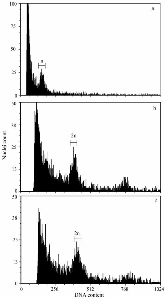 Method for constructing double haploid (DH) sporophyte population in undaria pinnatifida