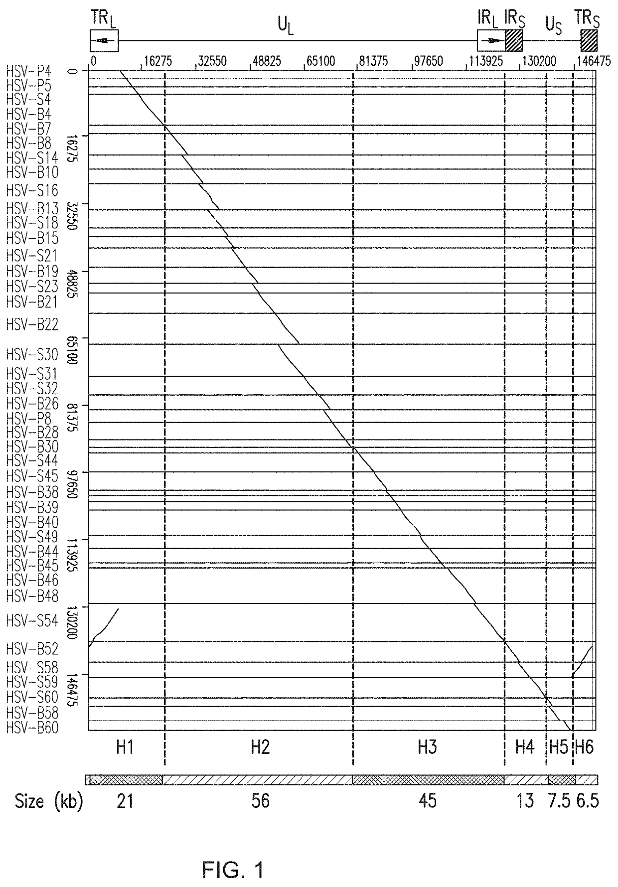 Diagnosis of viral infections by detection of genomic and infectious viral DNA by molecular combing