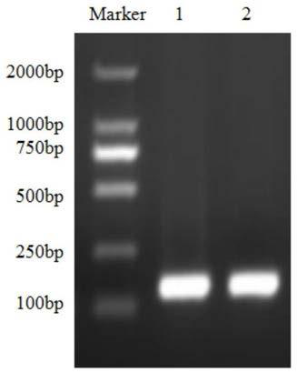 A kind of mlh fusion antimicrobial peptide and its preparation method and application