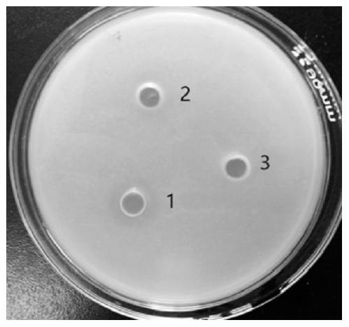 A kind of mlh fusion antimicrobial peptide and its preparation method and application