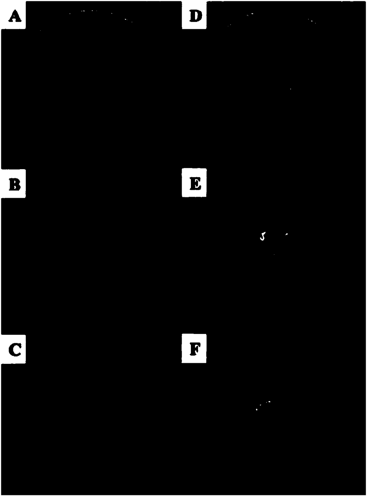 Cordyceps sobolifera active substance and use thereof for preventing, delaying or treating cataract