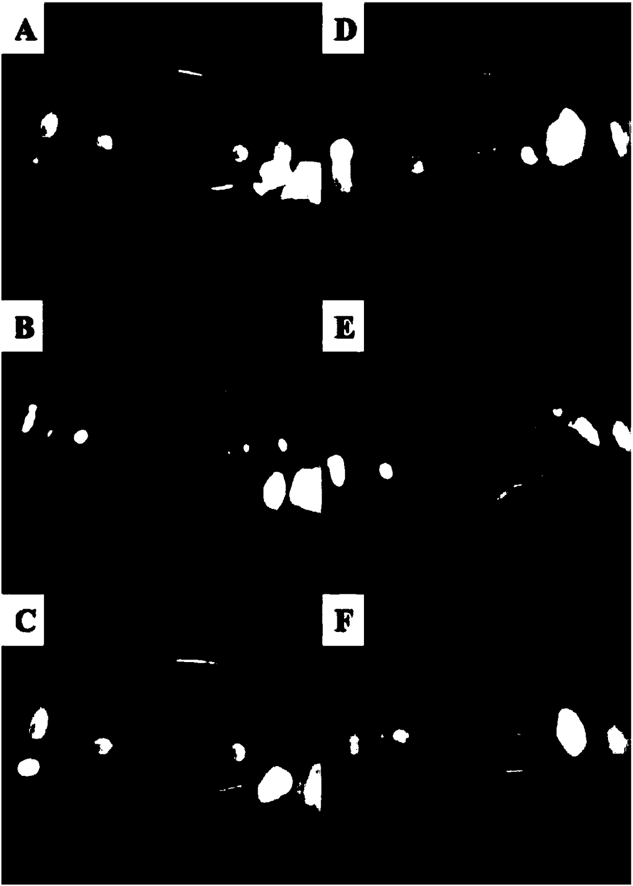 Cordyceps sobolifera active substance and use thereof for preventing, delaying or treating cataract