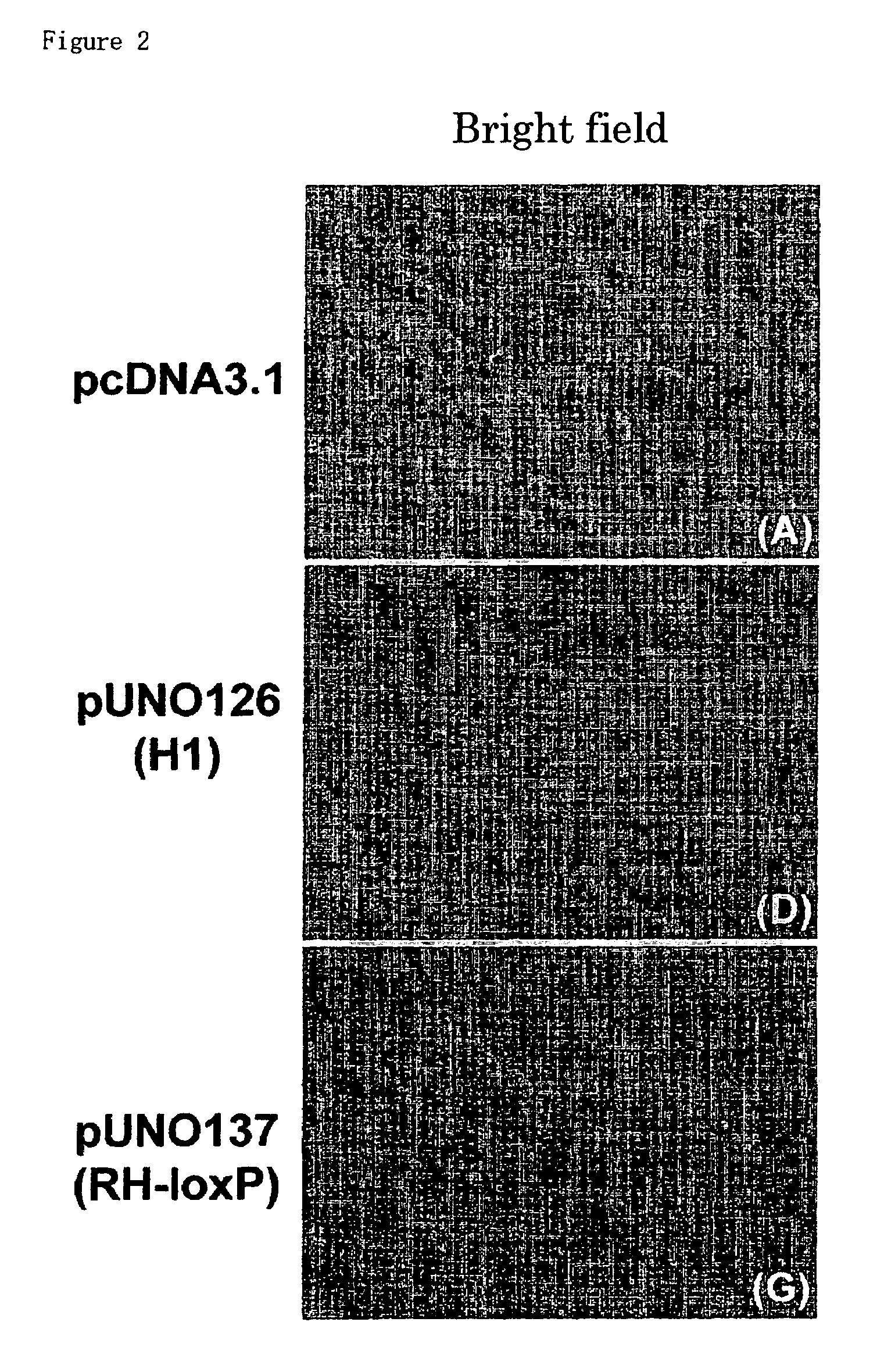 RNA polymerase III promoter, process for producing the same and method of using the same