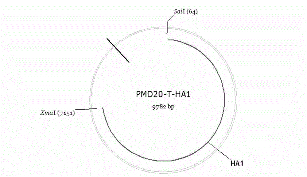 RNA interference vector based on site-specific recombination, and construction method and application of the same