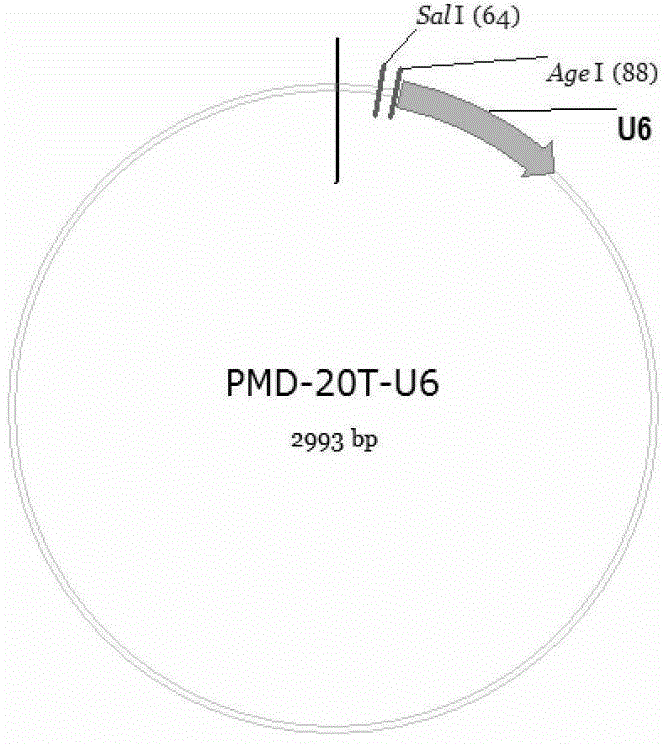 RNA interference vector based on site-specific recombination, and construction method and application of the same