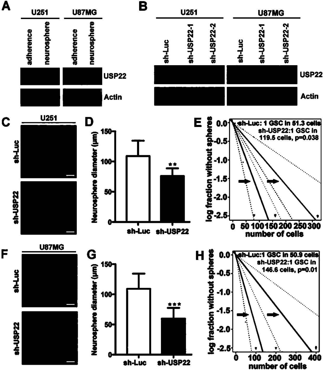 Deubiquitinating enzyme for stabilizing BMI1 in glioma