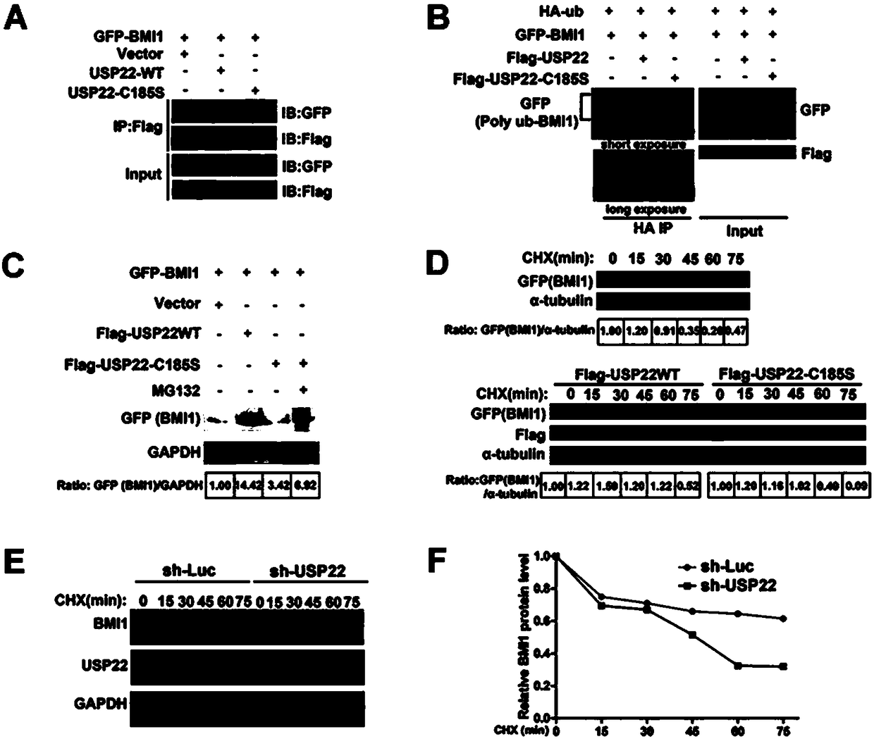 Deubiquitinating enzyme for stabilizing BMI1 in glioma