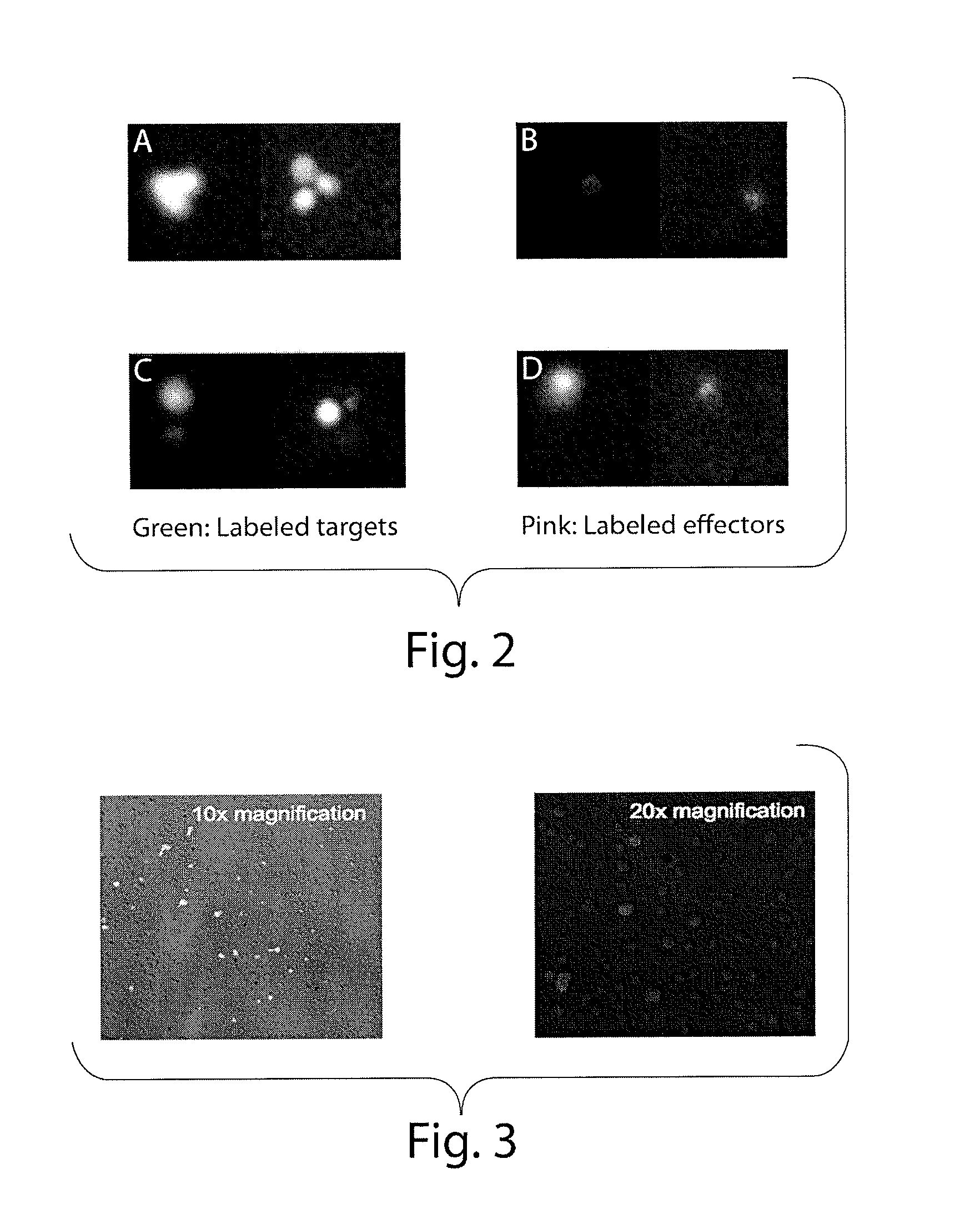 Compositions And Methods For Assessing Cytotoxicity Of Single Cells